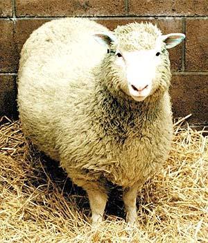 Clonagem da ovelha Dolly-1996 A ovelha Dolly não era tão idêntica ao doador do núcleo, apesar de herdar da ovelha branca o DNA contido nos cromossomos do núcleo da célula mamária, ela também herdou