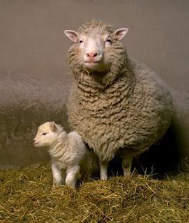 VÍDEOS: Clonagem da ovelha Dolly-1997 Duração: https://www.youtube.com/watch?v=ixxssgg9jwu Como funciona a clonagem Duração: https://www.youtube.com/watch?v=9w0qk_nqrs4 SIMULADOR CLONAGEM http://www.