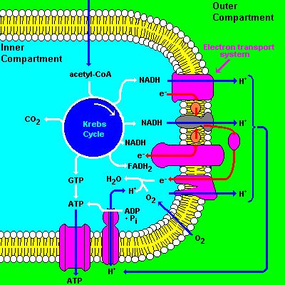 Matriz mitocondrial Membrana