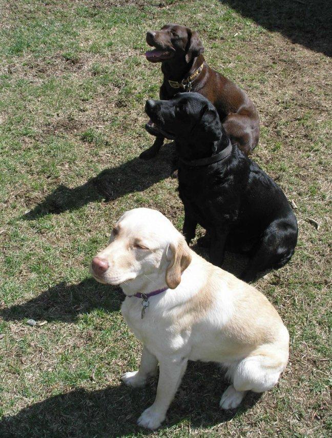 Epistasia Exemplo: Cor da pelagem de Labradores Fenótipos Preto Chocolate ou marrom