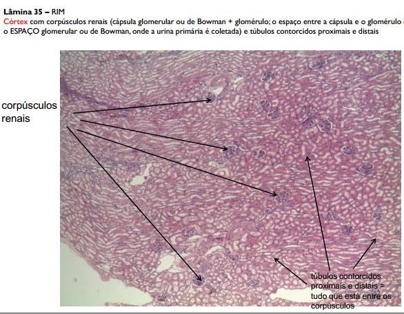 túbulos renais (túbulo contorcido proximal, alça de Henle e túbulo contorcido distal). A urina do néfron é depois conduzida ao duto coletor que serve a vários néfrons.