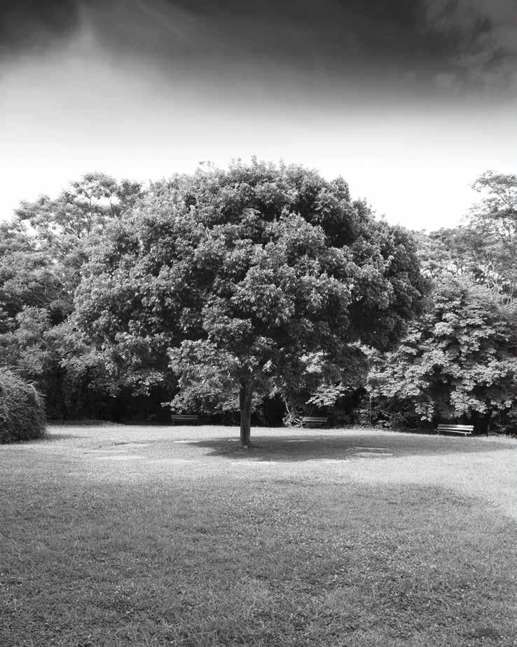 VIVER NO BAIRRO ALTO DE PINHEIROS, O MAIS ARBORIZADO DA CIDADE.