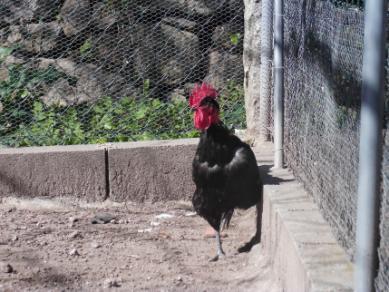 nomeadamente nos adornos do galo, dorso, cauda e/ou