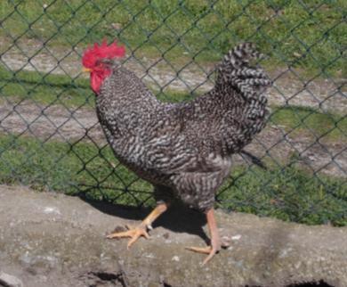 mosqueado, matizado de cinzento-escuro em fundo