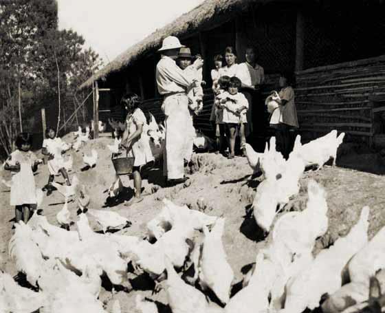 História da Avicultura Brasileira 1937