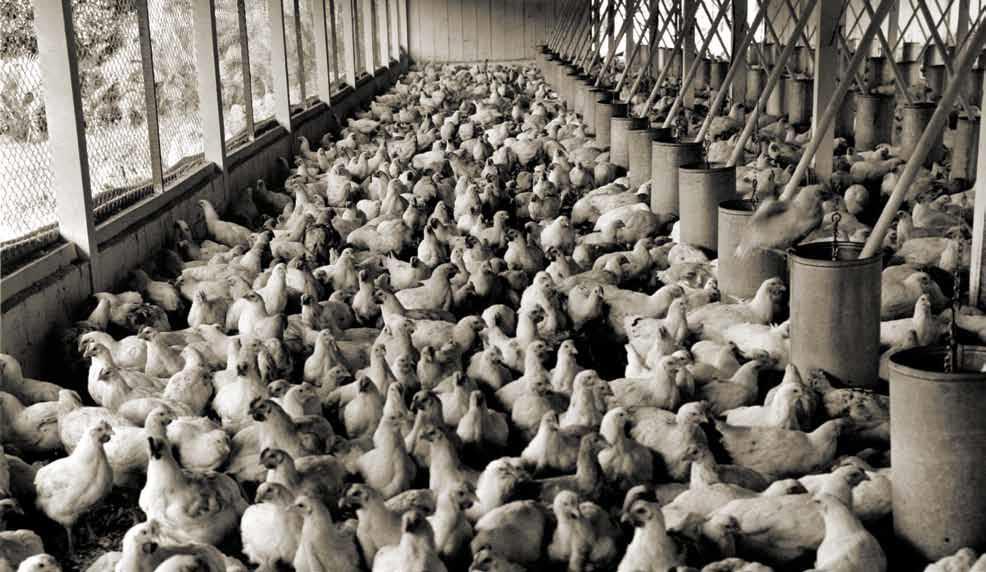 História da Avicultura Brasileira 1960 Fim