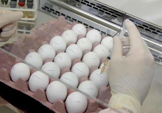Vacinas avícolas são analisadas antes