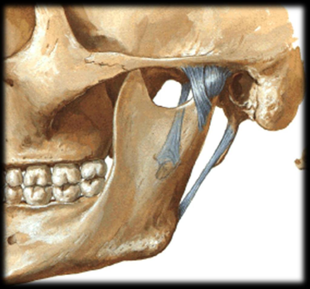 movimentos mandibulares 2 1- Ligamento