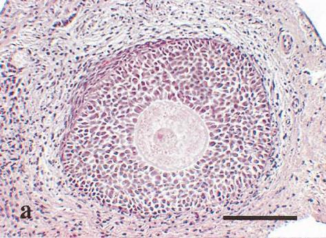 FOLICULOGÊNESE Folículo Primário Multilaminar (Fol.