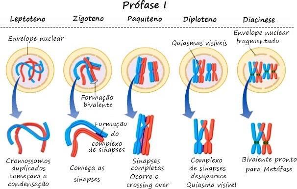 MEIOSE