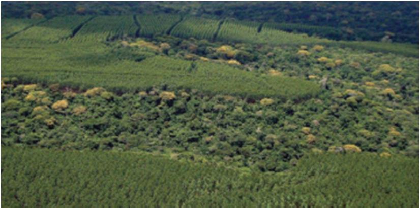 Área Plantada ha / Área Preservada Brasil 0,65 Chile 0,25 1 ha para fins comerciais 0,65 ha