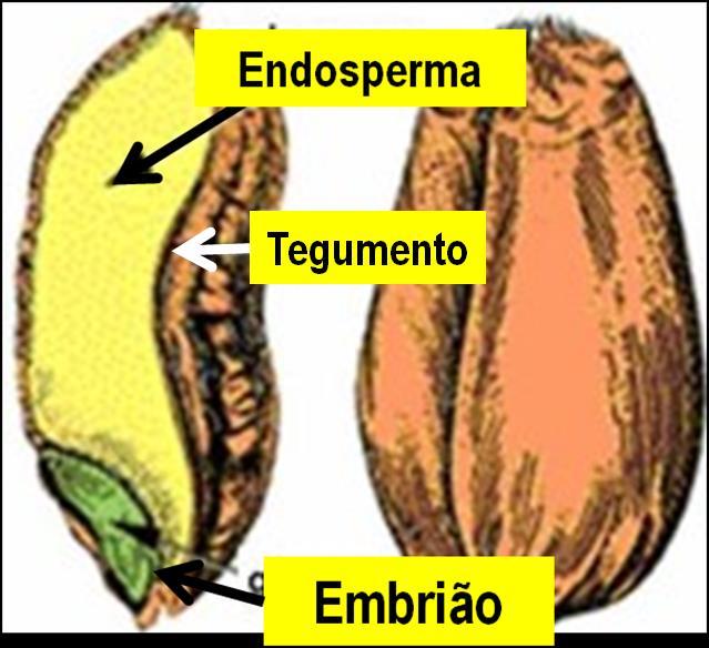 Uma célula espermática funde-se com a oosfera e origina o zigoto, que dará origem ao embrião (2n).
