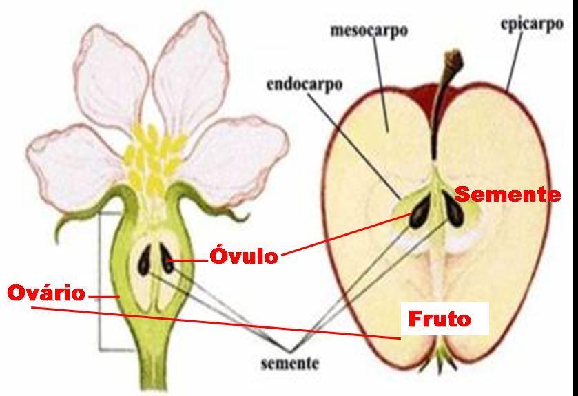 Formação do fruto e da semente p.