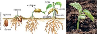 Desenvolvimento p.79 Em condições adequadas, a semente germina e origina um novo esporófito. O embrião é formado por radícula, caulículo, gêmula e cotilédone.