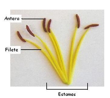 3. Androceu ( ): formado por estames. Os estames possuem um pedúnculo (filete), com uma dilatação na extremidade (antera). 4.