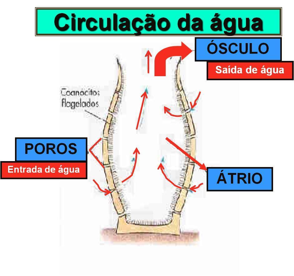 oxigênio.