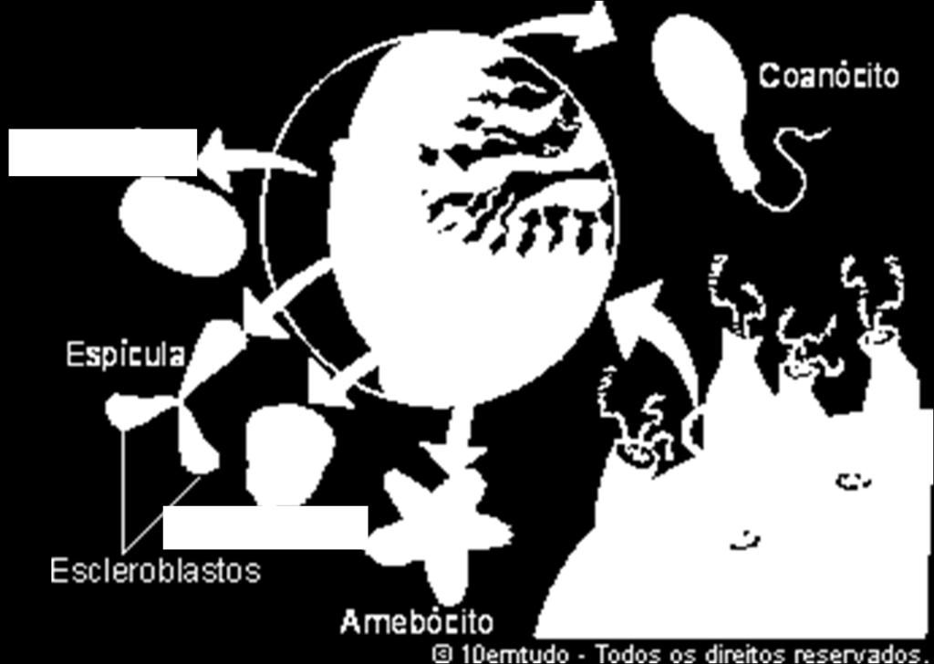 Entre essas duas camadas há vários tipos de células: os AMEBÓCITOS, que se locomovem por pseudópodes; os ARQUEÓCITOS, células não especializadas e