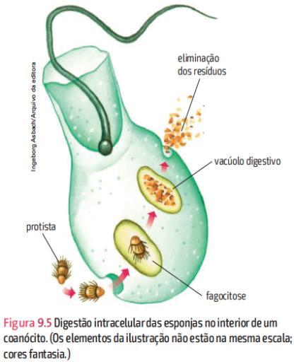 Células: pinacócitos, porócitos, coanócitos, amebócitos, arqueócitos,