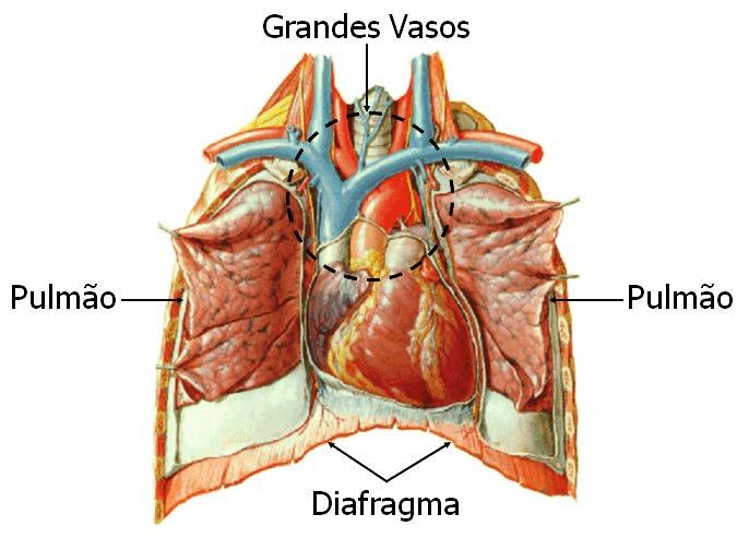 Aspectos anatômicos e fisiológicos na UTI O coração é um órgão constituído de músculo estriado especial e oco,