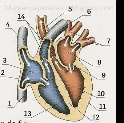 Cavidades O coração possui quatro câmaras distintas, separadas por membranas denominadas septos, sendo: Duas superiores, denominadas átrios (direito e esquerdo); Duas inferiores, denominadas
