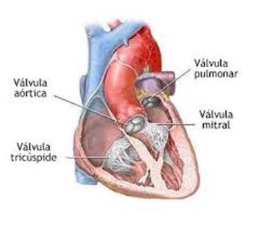 No átrio direito, abrem-se duas veias cavas (superior e inferior), recebe sangue venoso sistêmico. Na porção inferior, localiza-se a válvula tricúspide, controla a passagem do sangue para o VD.