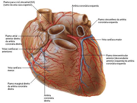 Irrigação sanguínea O coração é irrigado pelas artérias coronárias direita e esquerda, que normalmente nascem dos seios aórticos ventral e esquerdo, respectivamente.