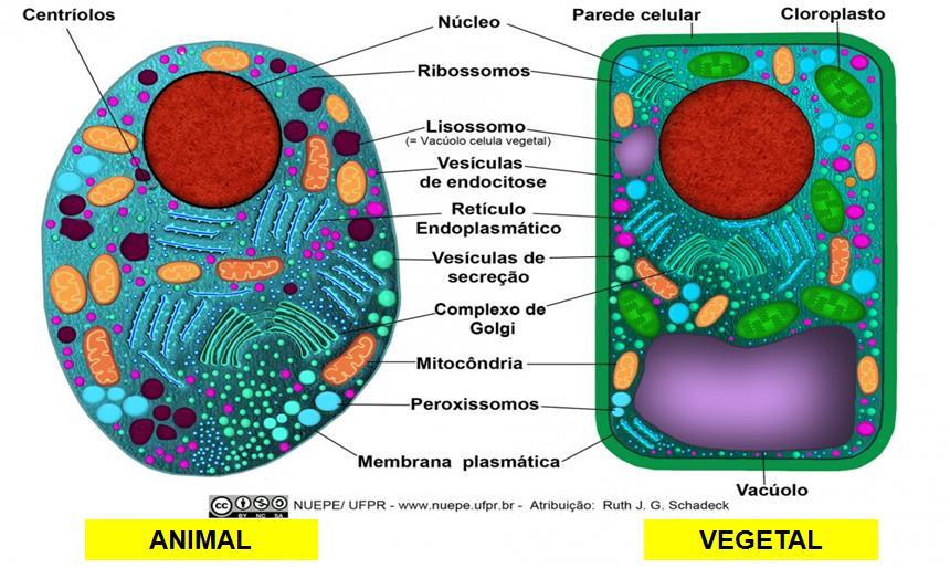 Na célula vegetal, pode-se observar um grande vacúolo, que ocupa grande parte do seu citoplasma. Isso deve-se a função da célula de armazenar seiva e realizar o controle da entrada e saída de água.