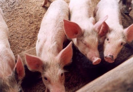 BRASIL Surto global de peste suína pode ameaçar o Brasil?