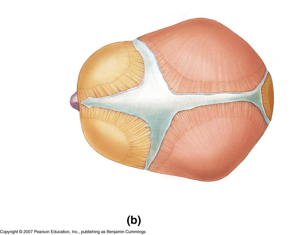 LE 6-15b Anterior fontanel Sagittal suture Occipital fontanel OCCIPITAL