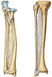 Os ossos são unidos por um ligamento interósseo ou por uma