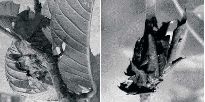 , 1994a), indicando que esse lepidóptero está presente em plantios de eucalipto em várias regiões do Brasil.