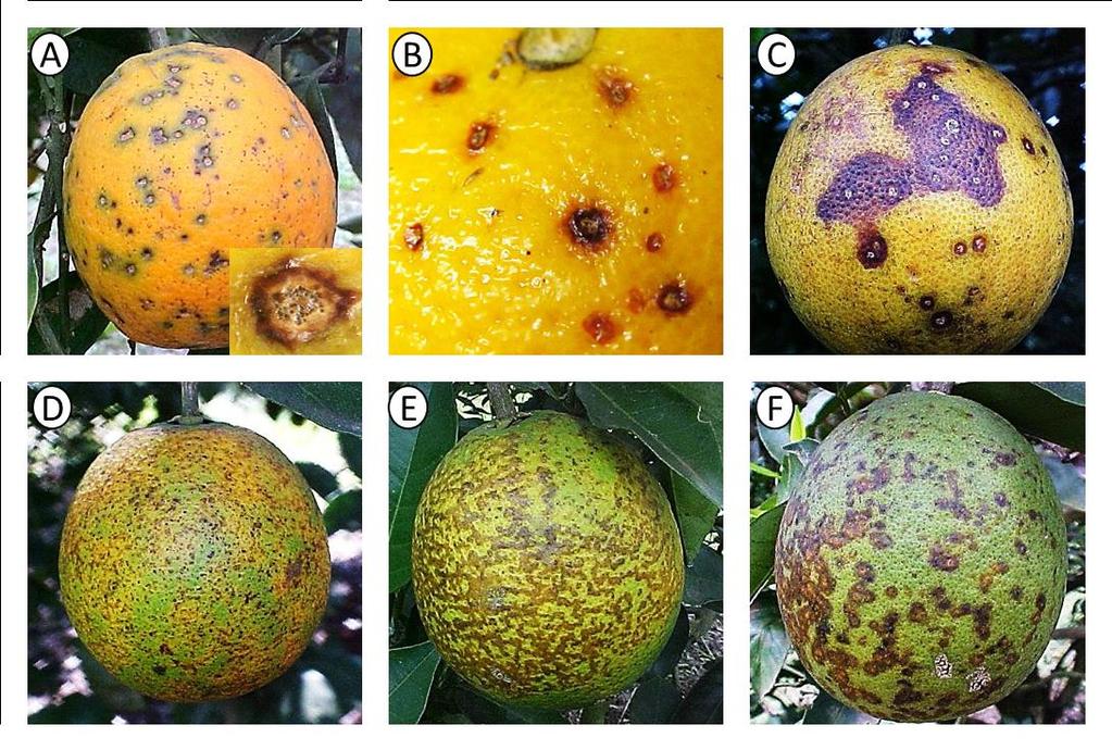 8 Figura 1. Sintomas de pinta preta em frutos de laranja doce: (A) mancha dura; (B) mancha sardenta; (C) mancha virulenta; (D) falsa melanose; (E) mancha rendilhada; (F) mancha trincada. 2.