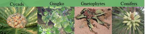 Gimnospermas: 840 spp 4 filos atuais Cycadophyta (140) Ginkgophyta (1) Gnetophyta (100) Coniferophyta (600) megafilos resistentes,