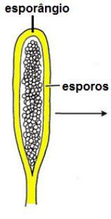 Evolução para formação do óvulo e da semente Germinação do