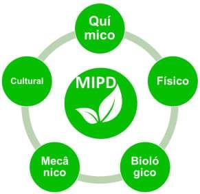 ecológica; a braquiária é cultivada no