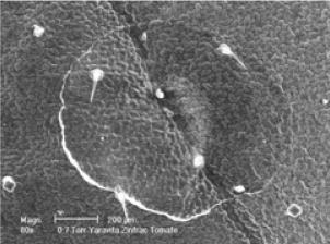 Fertilizante 200 µm