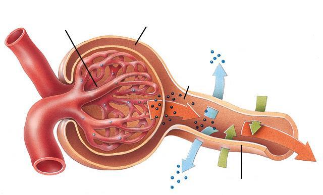 FUNÇÕES DO RIM Filtração: pressão hidrostática do sangue sobre as paredes do glomérulo.