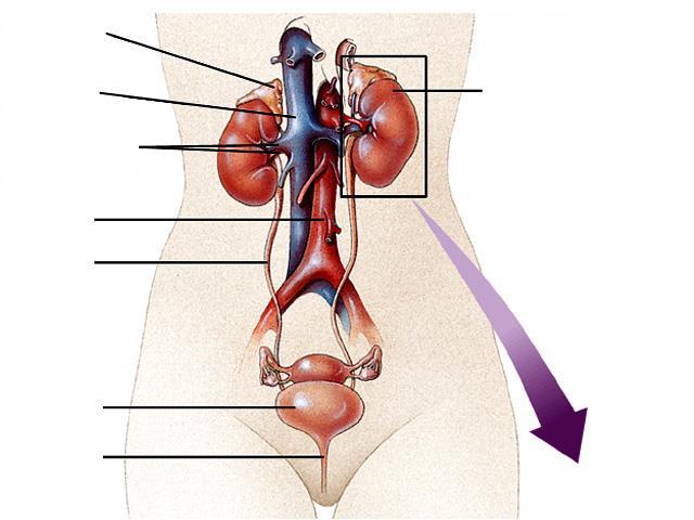 O sistema urinário compreende os órgãos responsáveis pela formação da urina, os rins e as vias