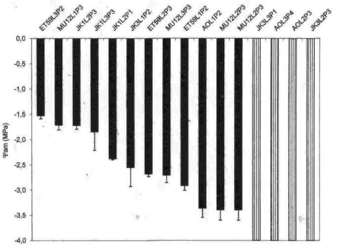 Figura 2. Medidas dos potencias de base (Ψ am ) avaliados no final da estação seca (setembro 2012) nas plantas de C. arabica Camarões (IRAD) cultivadas sem irrigação.