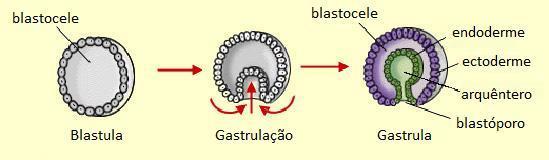 Após a blástula se segue a gástrula, no qual já é possível identificar duas camadas diferentes de células: a