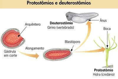 Nos deuterostômios equinodermos e cordados a boca forma-se + tarde em