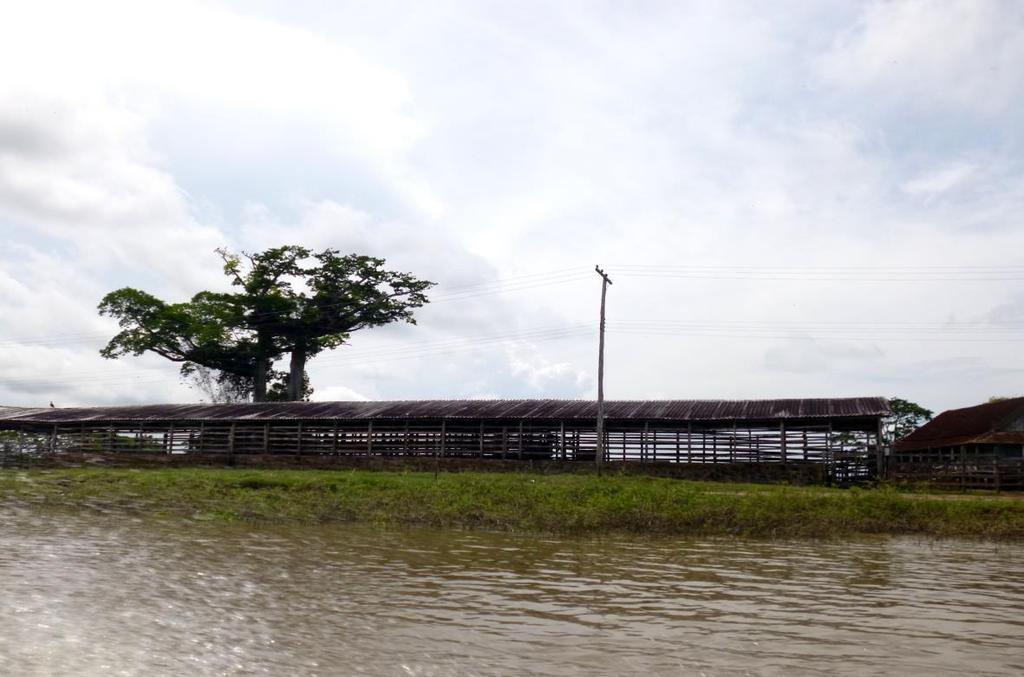 105 gastos com o frete do transporte. No Careiro da Várzea predominava a utilização de marombas (fig. 41), todavia não se percebe o uso das marombas como antes.