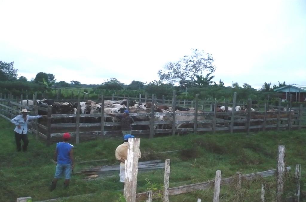 106 semelhante aos daqueles fazendeiros que perderam quase todo o rebanho.