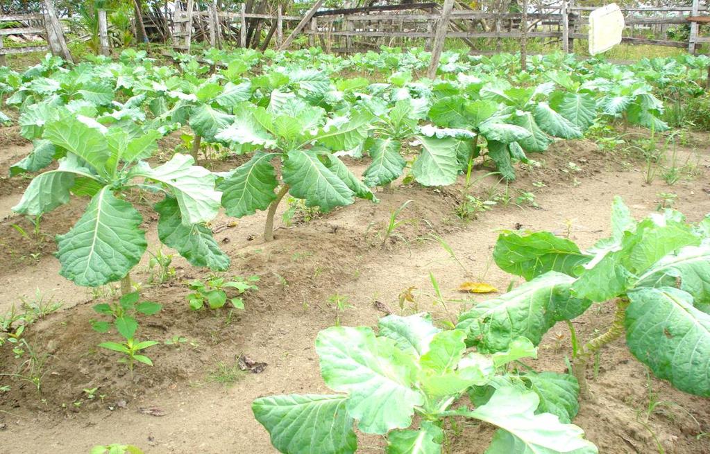 Figura 37: O cultivo de hortaliças em leiras (covas rasas na comunidade Miracauera). Autor: MATOS, J.A. (Julho de 2010, durante a descida das águas).