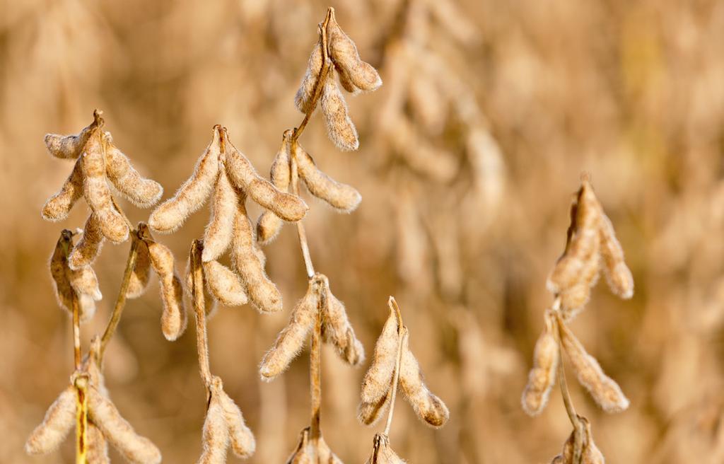 Conheça as cultivares de soja recomendadas para sua região Neste primeiro ano de, estão