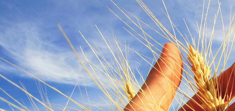 Já no ramo agrícola, observa-se retração apenas no segmento primário.