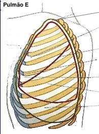 pulmonares e