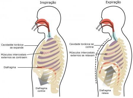 Respiração A inspiração ocorre por estimulo dos nervos motores dos músculos frênicos e intercostais externos que se contraem.
