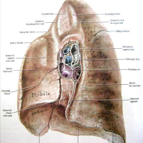 Mediastino faces pleurais