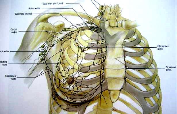 Sistema linfático da parede torácica A drenagem linfática da mama e mmss vai para gânglios peitorais, subescapulares, axilares centrais e